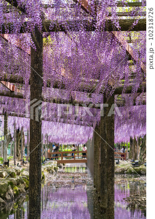 天王川公園、満開の藤〈愛知県津島市〉 天王川公園、満開の藤〈愛知県津島市〉 102318726
