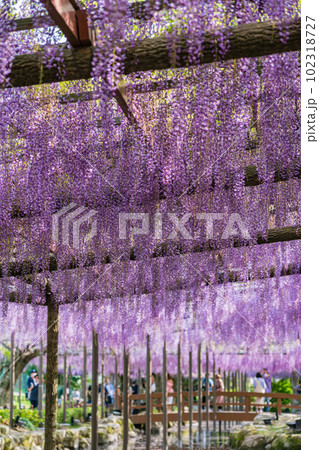 天王川公園、満開の藤〈愛知県津島市〉 天王川公園、満開の藤〈愛知県津島市〉 102318727