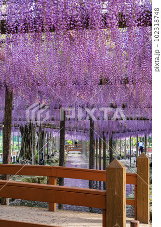 天王川公園、満開の藤〈愛知県津島市〉 天王川公園、満開の藤〈愛知県津島市〉 102318748