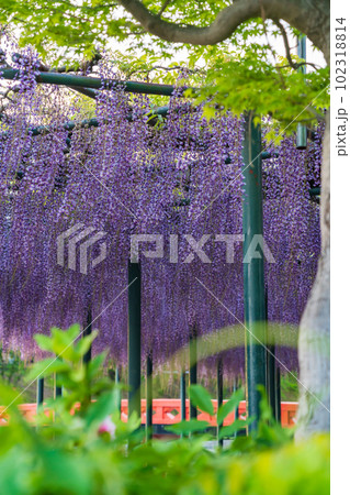 天王川公園、満開の藤〈愛知県津島市〉 102318814