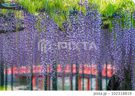 天王川公園、満開の藤〈愛知県津島市〉 102318819