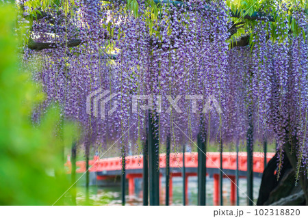 天王川公園、満開の藤〈愛知県津島市〉 102318820