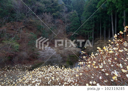 紙幣や和紙の原料となる植物の花（ミツマタ　愛知県 新城市） 102319285