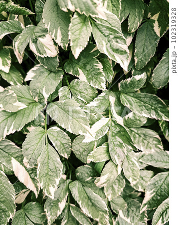 Green leaves pattern background. Natural background and wallpaper 102319328