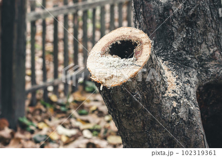 Pruning Process with Sawed Branch Pruning Process with Sawed Branch 102319361