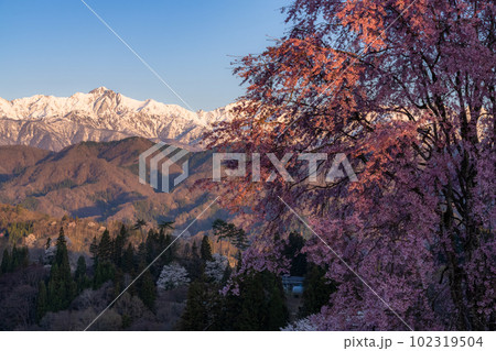 《長野県》満開の桜と北アルプスの山々・番所の桜 102319504