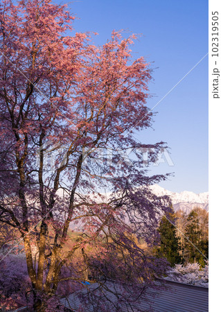 《長野県》満開の桜と北アルプスの山々・番所の桜 《長野県》満開の桜と北アルプスの山々・番所の桜 102319505