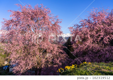 《長野県》満開の桜と北アルプスの山々・番所の桜 102319512