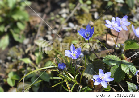 Liverwort Liverwort 102319833