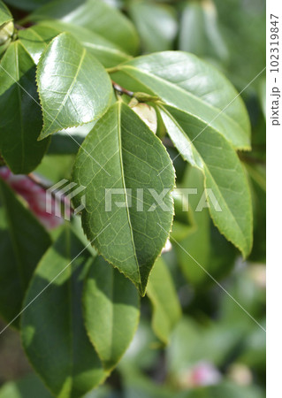 Camellia Camellia 102319847