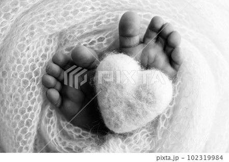 The tiny foot of a newborn baby. Soft feet of a new born in a wool blanket. Close up of toes, heels and feet of a newborn. Knitted heart in the legs of baby. Macro photography. Black and white.  102319984