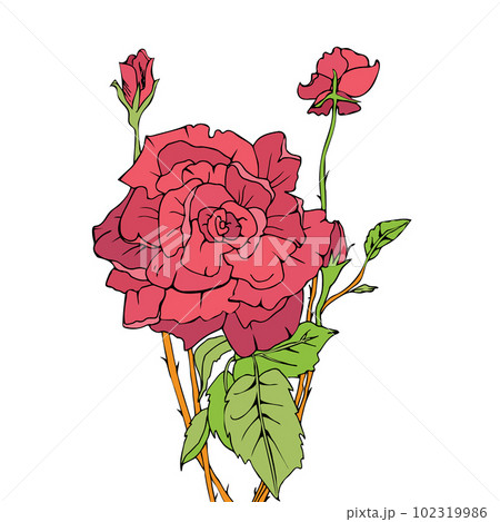 Sketch roses on an isolated background 102319986