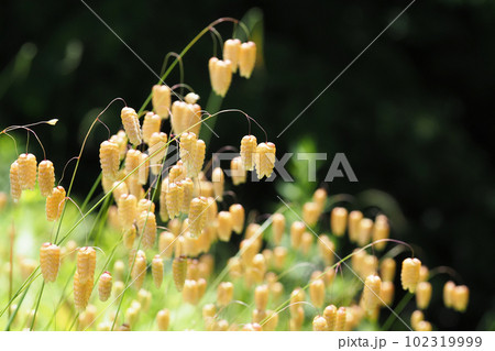 コバンソウの花 102319999