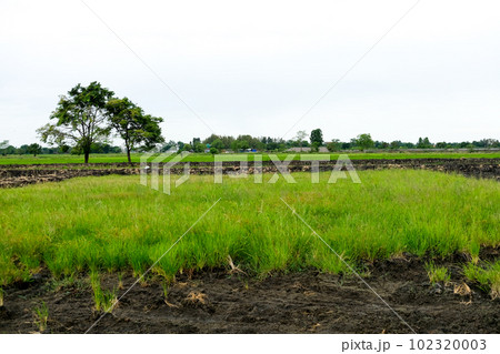 Green field agriculture area in thailand 102320003