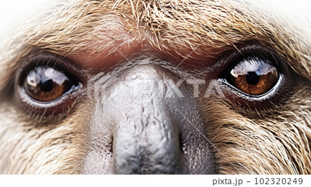 ナマケモノの目のアップ 102320249