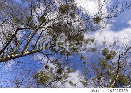 Tall birch trees in early spring without foliage 102320326