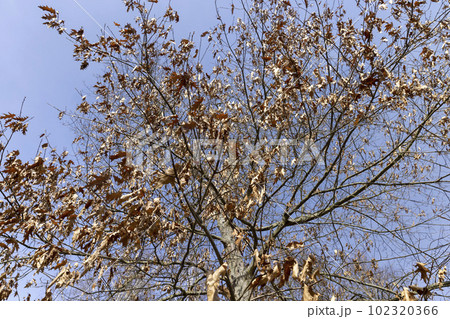 Branches of oak trees in the park in spring sunny weather 102320366