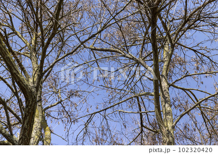 Bare trees in sunny spring weather, bare deciduous trees 102320420