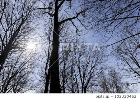 Branches of deciduous trees in the park in spring sunny weather 102320462