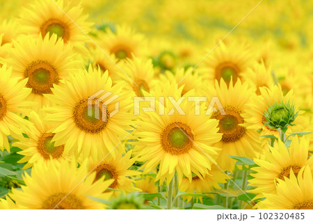 満開のひまわり畑 102320485