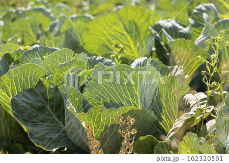 A field with a cabbage harvest 102320591
