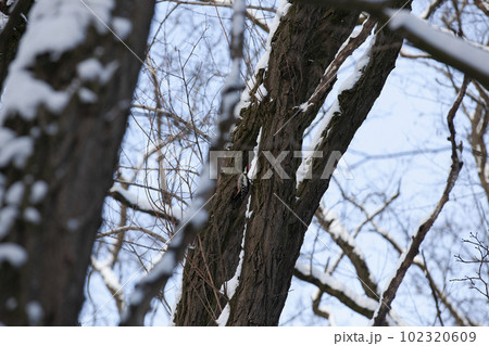 trees in the winter season on which a woodpecker sits 102320609