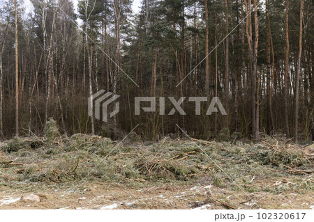 pine and other tree trunks during deforestation pine and other tree trunks during deforestation 102320617