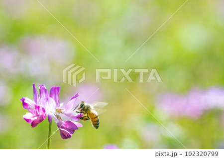 レンゲ畑のミツバチ　蜜蜂　レンゲソウ　蓮華草　ハチミツ　花　5月　季節　畜産　ビジネス　養蜂 102320799