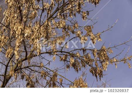 Maple tree branches in the park in spring sunny weather Maple tree branches in the park in spring sunny weather 102320837