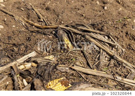 the remains of dry plants left after the corn harvest 102320844
