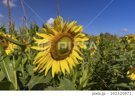 Blooming beautiful sunflowers in the summer Blooming beautiful sunflowers in the summer 102320971