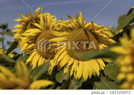 Sunflower field with flowers and bees 102320972