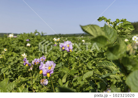 Green potato bushes in the field Green potato bushes in the field 102321020