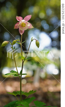 番の洲公園のオダマキ【香川県坂出市番の洲】 102321399