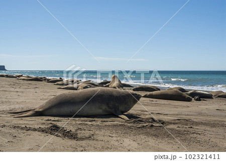 Elephant seal family, Peninsula Valdes, Patagonia, Argentina 102321411