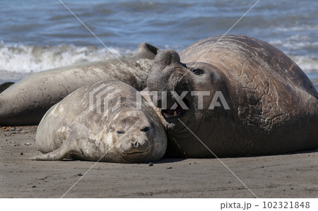 Elephant seal family, Peninsula Valdes, Patagonia, Argentina 102321848
