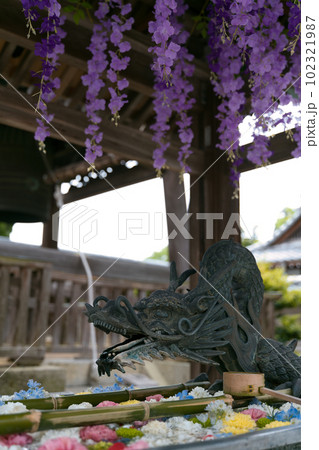 龍の水口と花手水 102321987