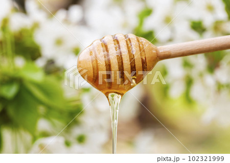 Honey dripping from wooden honey spoon against the background of flowers 102321999