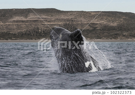 Southern right whale,jumping behavior, Argentina Southern right whale,jumping behavior, Argentina 102322373
