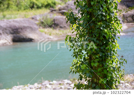 初夏のあづま親水公園から見る吾妻川の流れ 初夏のあづま親水公園から見る吾妻川の流れ 102322704