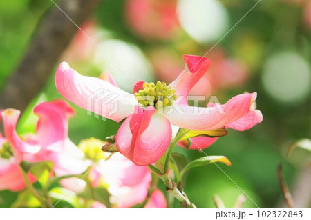 ハナミズキ 102322843