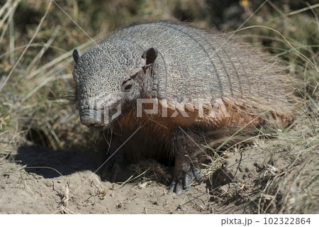 Hairy Armadillo, in grassland environment, Peninsula Valdes, Patagonia, Argentina Hairy Armadillo, in grassland environment, Peninsula Valdes, Patagonia, Argentina 102322864