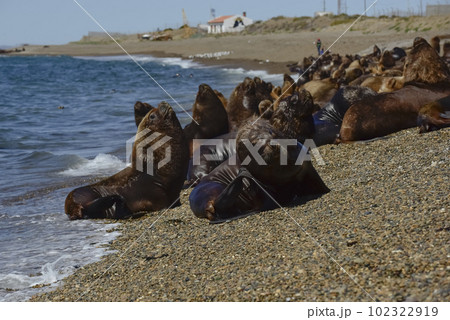 Male Sea Lion , in the coastal colony,Patagonia, Argentina. 102322919
