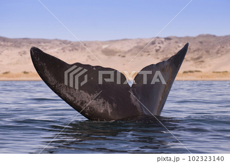 Southern right whale,jumping behavior,  Argentina 102323140