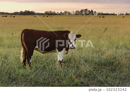 Cattle in pampas countryside, La Pampa, Argentina. Cattle in pampas countryside, La Pampa, Argentina. 102323142