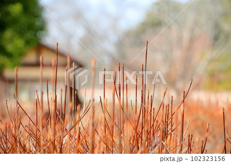 可愛い　ドウダンツツジの花芽 102323156