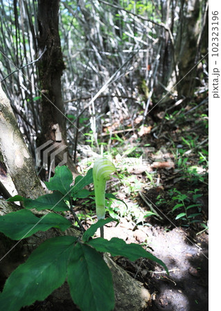 面白い形をした高山植物のマムシグサ 面白い形をした高山植物のマムシグサ 102323196