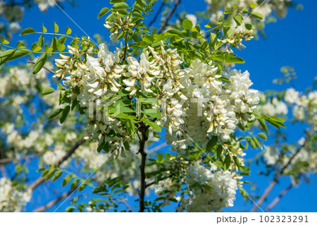 満開のニセアカシアの花 都幾川二瀬橋付近 季節の風景 満開のニセアカシアの花 都幾川二瀬橋付近 季節の風景 102323291
