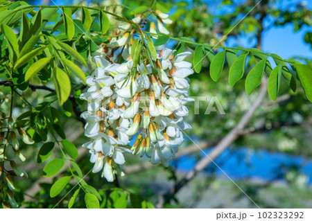 満開のニセアカシアの花 都幾川二瀬橋付近 季節の風景 満開のニセアカシアの花 都幾川二瀬橋付近 季節の風景 102323292