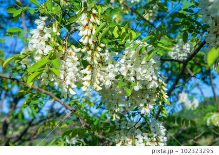 満開のニセアカシアの花 都幾川二瀬橋付近 季節の風景 満開のニセアカシアの花 都幾川二瀬橋付近 季節の風景 102323295